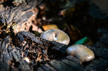 forrest mushrooms close up view
