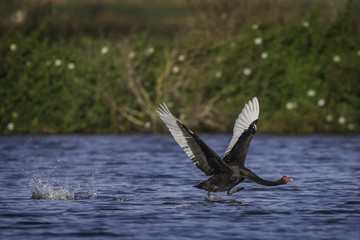 Black swan taking off