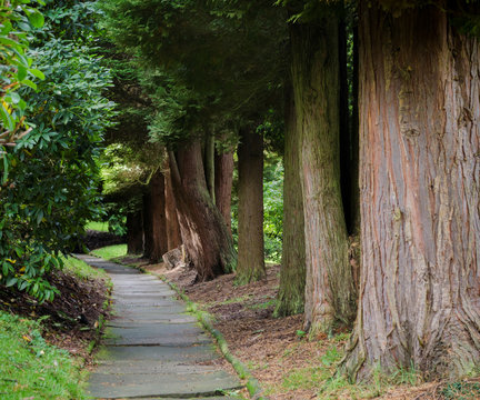 A tree lined footpath in a typical English park