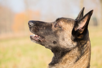 un portrait du berger belge malinois adulte attentif aux ordres