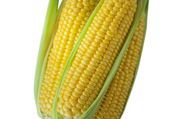 The staple food of mankind, maize, an important crop