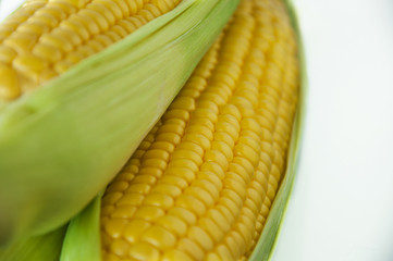 The staple food of mankind, maize, an important crop