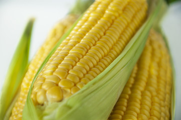 The staple food of mankind, maize, an important crop