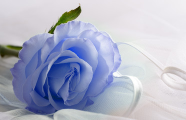 Soft color. Blue Rose on a light background