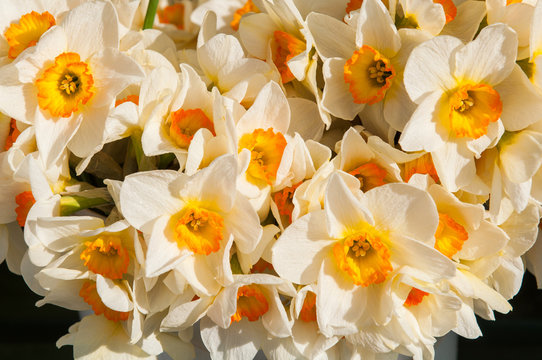 yellow daffodils bouquet