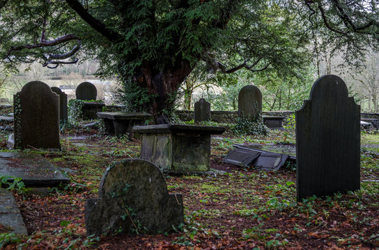 An overgrown historic grave yard in North Wales with some slate head stones