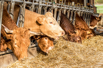 Rinder und Kühe im Stall