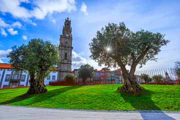 Bell tower of the Clerigos Church (Church of the Clergymen), a baroque church in backlit winter sunbeam. Old olive trees and green grass lawn on foreground. City of Porto, in Portugal.