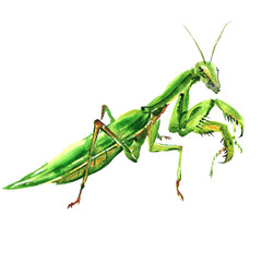 Bi green female european mantis, Praying Mantis, isolated, watercolor illustration on white