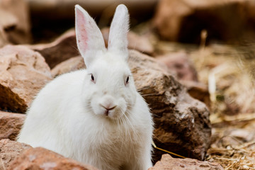  White rabbit in farm