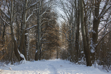 Natural winter background