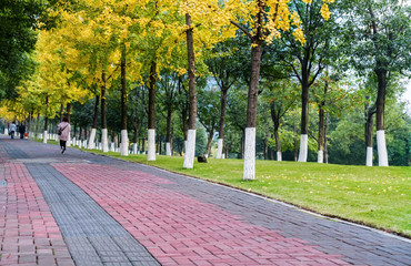 The sidewalk is in the woods in the fall