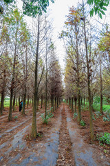 Fototapeta premium Tainan Liujia, Taiwan - January 26, 2018: Colorful and beautiful winter taxodium distichum forest with blue sky. 
