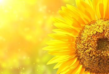 Obraz premium Sunflowers on blurred sunny background