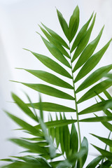 Fototapeta na wymiar Leaves of a palm-type plant 