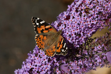 Tortouiseshell butterfly feeding on the plentiful nectar of the Buddleia