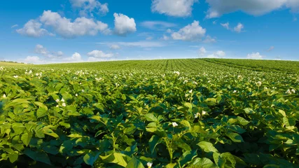 Poster Potato field and blue sky at beautiful day. Green field of blooming potato. © Gray wall studio