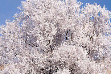 Trees in snow against the background of the blue sky. Branches in hoarfrost.