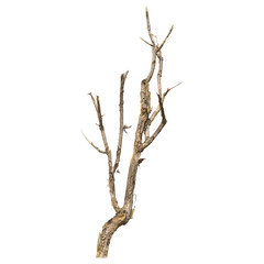 Dry Tree Isolate on a white background