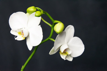 Fototapeta na wymiar .White beautiful orchid on a dark background