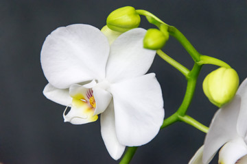 .White orchid flower on a dark background closeup