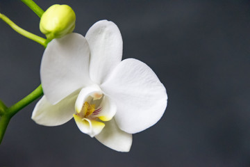 .White orchid close-up on a black background