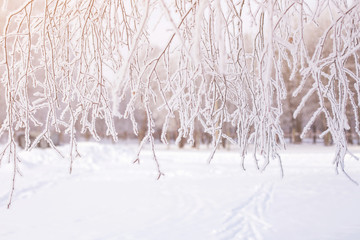 Tree branch in snow and hoar frost in sunlight