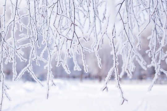 Tree Branch In Snow And Hoar Frost