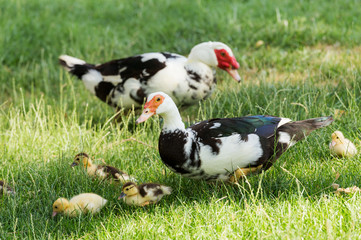 Muscovy Duck with chicks on a walk, feed in the grass