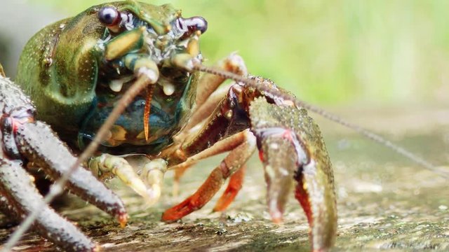 Close-up view of european crayfish mouth parts moving closer