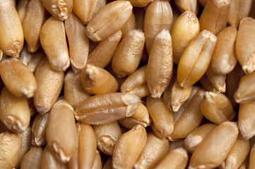 Human important food, wheat