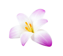 Elegance flower isolated on white background.