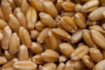 Human important food, wheat