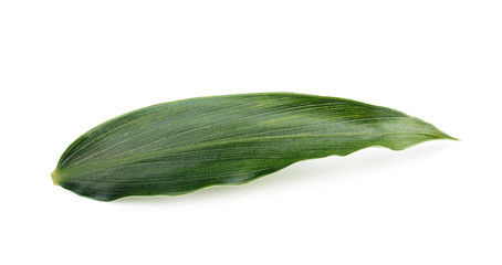 Leaf of ginger isolated on white background