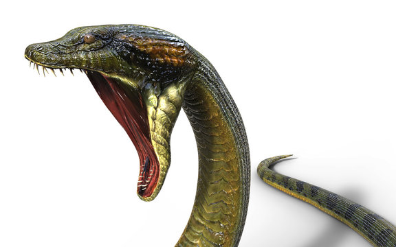 3d Illustration Anaconda, Boa Constrictor The World's Biggest Venomous Snake Isolated on White Background, 3d Rendering