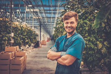 Happy man on a tomato farm