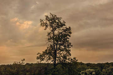 Fototapeta na wymiar Summertree against ominous sky