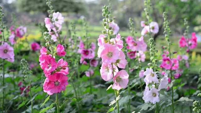 Beautiful hollyhock flowers in garden.
