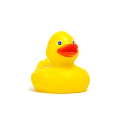 Yellow rubber duck on white