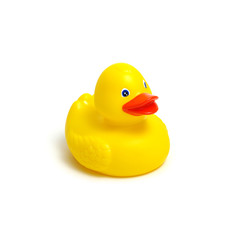 Yellow rubber duck on white