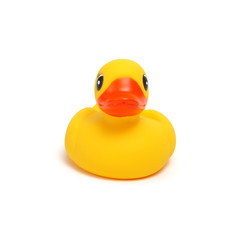 Yellow rubber duck on white