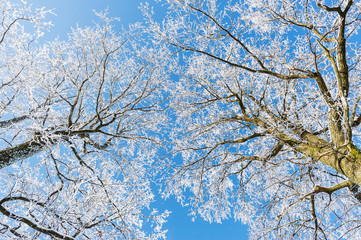 Snow covered trees and blue sky