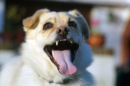 perro