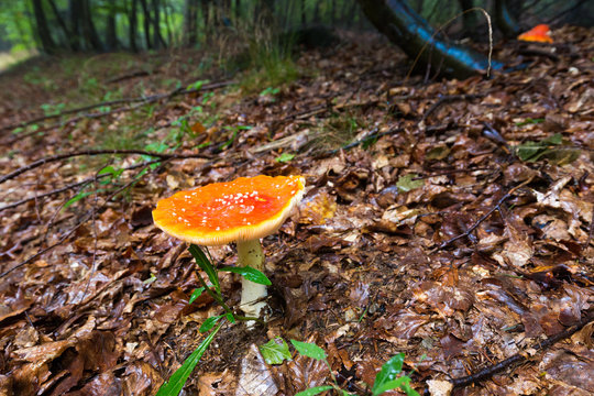Amanita fly-agaric mushroom foliage ground, rainy Slovenia forest.