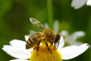 Bee and flower