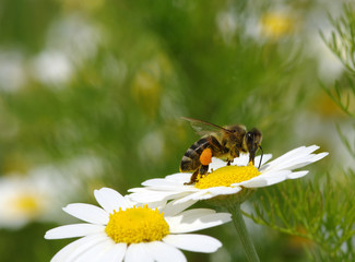 Bee and flower