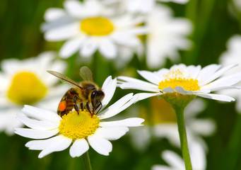 Obraz premium Bee on a daisy