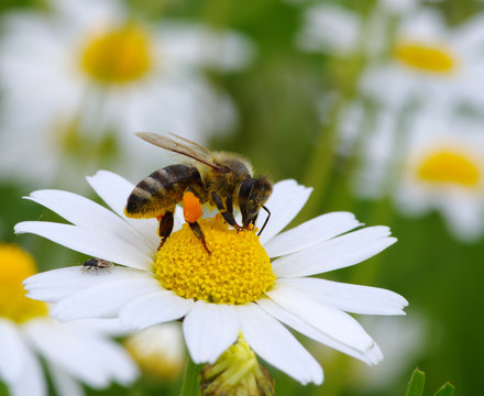  bee with her pollen basket full