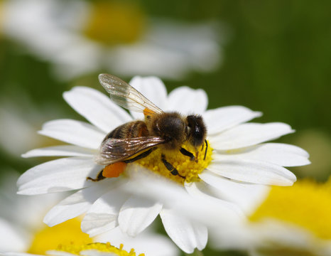 Honey bee worker on flower