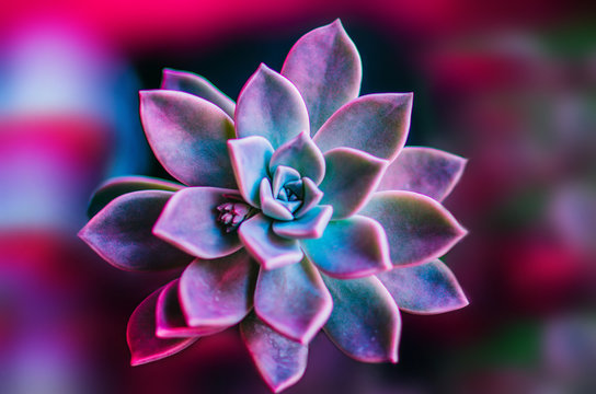 succulent (purple and green)